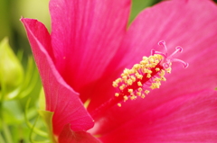 芙蓉