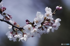 桜　であります。