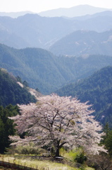 八徳一本桜　　（俯瞰　縦）