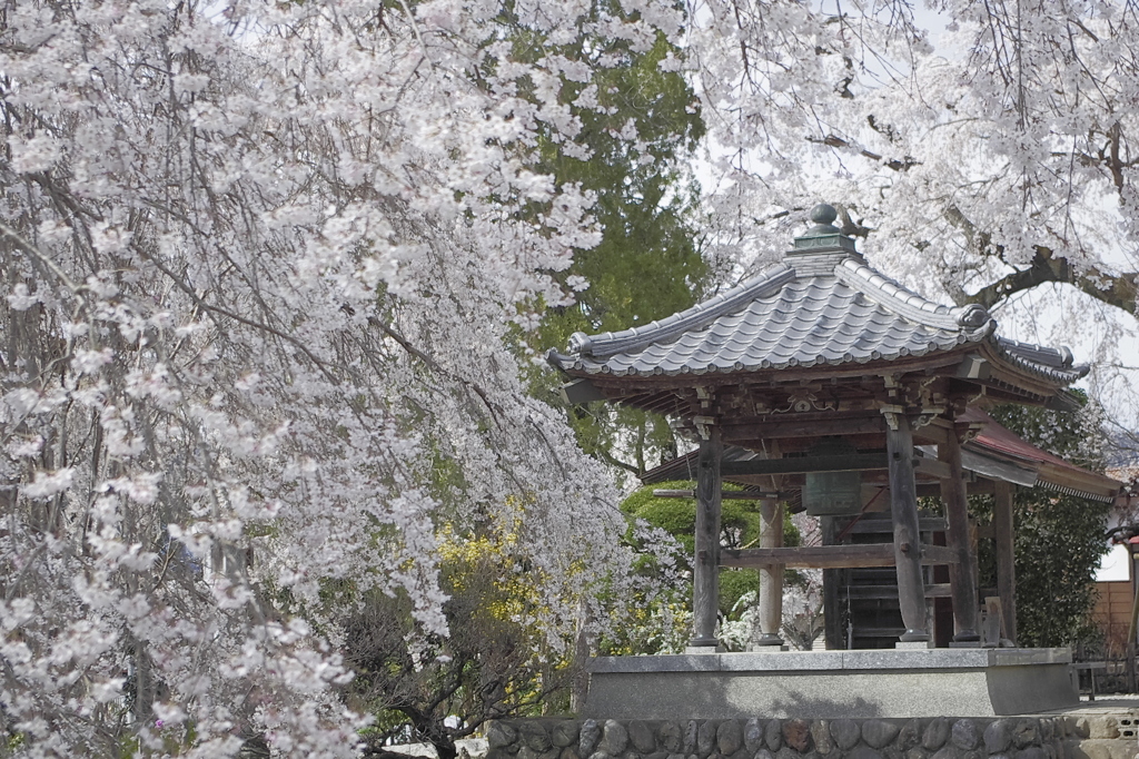 鐘楼と桜