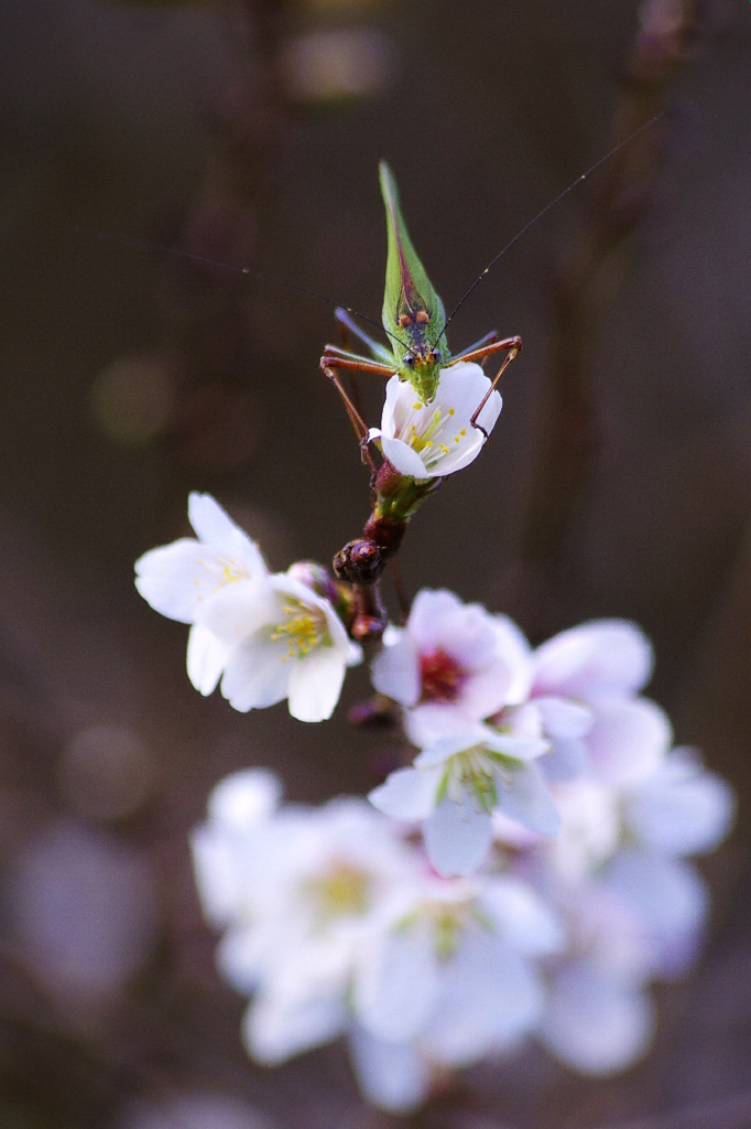 冬桜と秋の虫