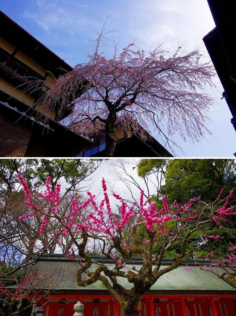 京都スナップ　桜と梅　産寧坂と北野天満宮