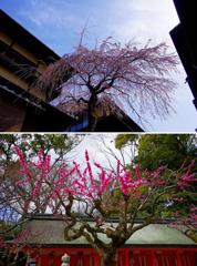 京都スナップ　桜と梅　産寧坂と北野天満宮