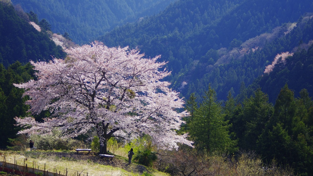 八徳一本桜　改