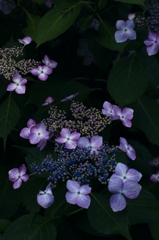 六月の花簪　紫陽花　常泉寺