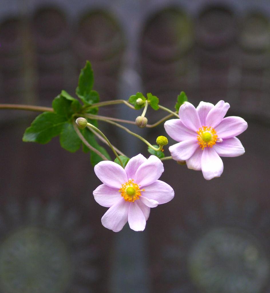 １０月の花簪　貴船菊と仏足石