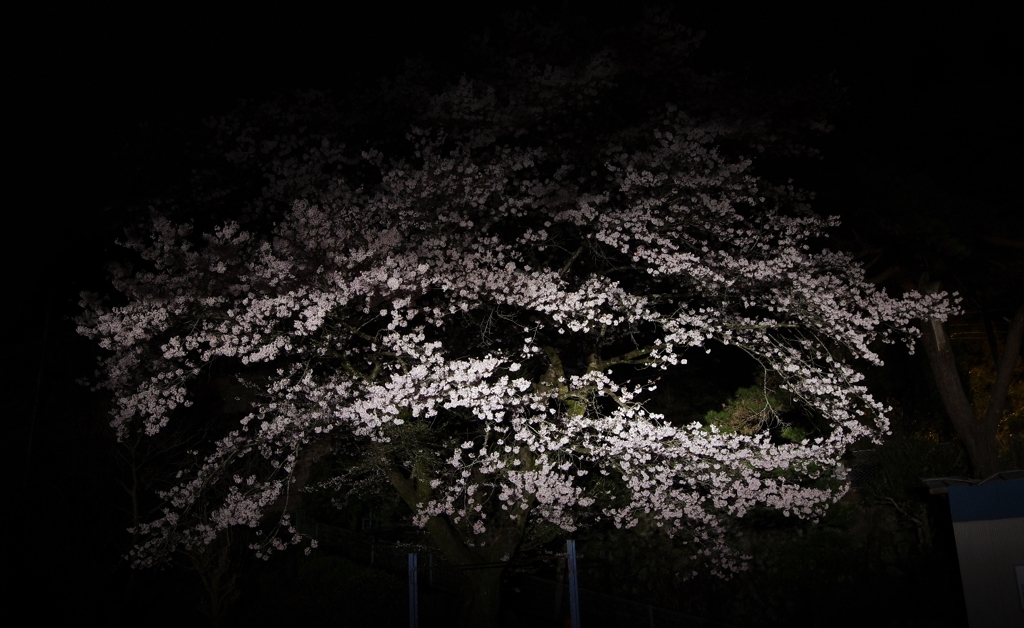 闇桜