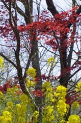 菜の花と紅葉？