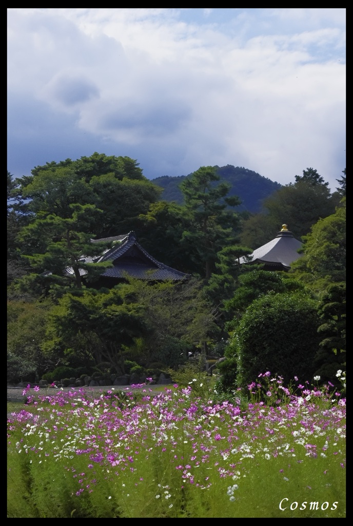 秋桜