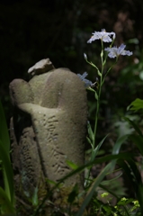 お地蔵さんと著莪