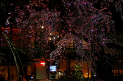京都スナップ　桜夜景　白川