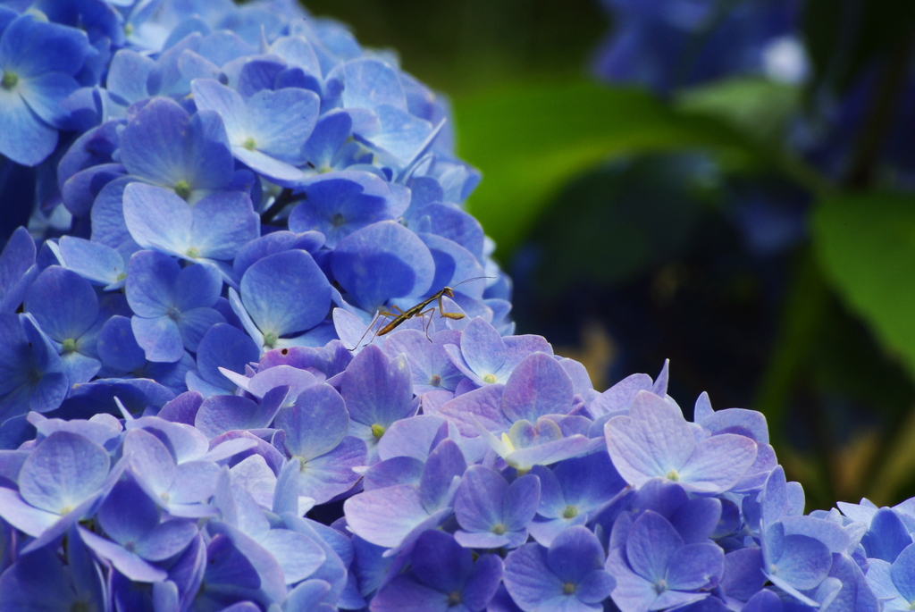 越えろ！カマキリ　あじさい山を