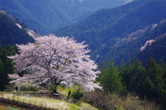 八徳一本桜　　（俯瞰　横）