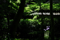 嵯峨野・祇王寺の光　京都スナップ