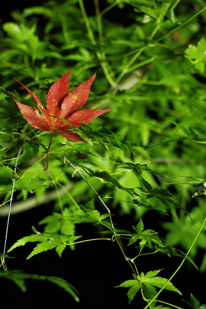 宵紅葉