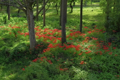 木漏れ日の彼岸花