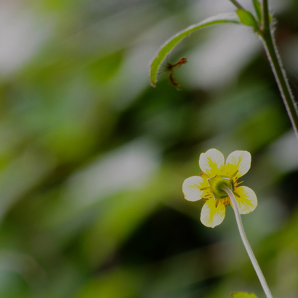 虫を観る花