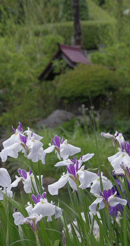 五月の花簪　菖蒲（アヤメ）　　ではなく花菖蒲