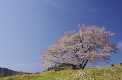 這いつくばって　八徳の一本桜　　（仰望　横）