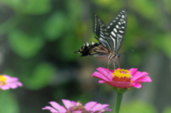 二つ折りの恋文が花の番地を探している