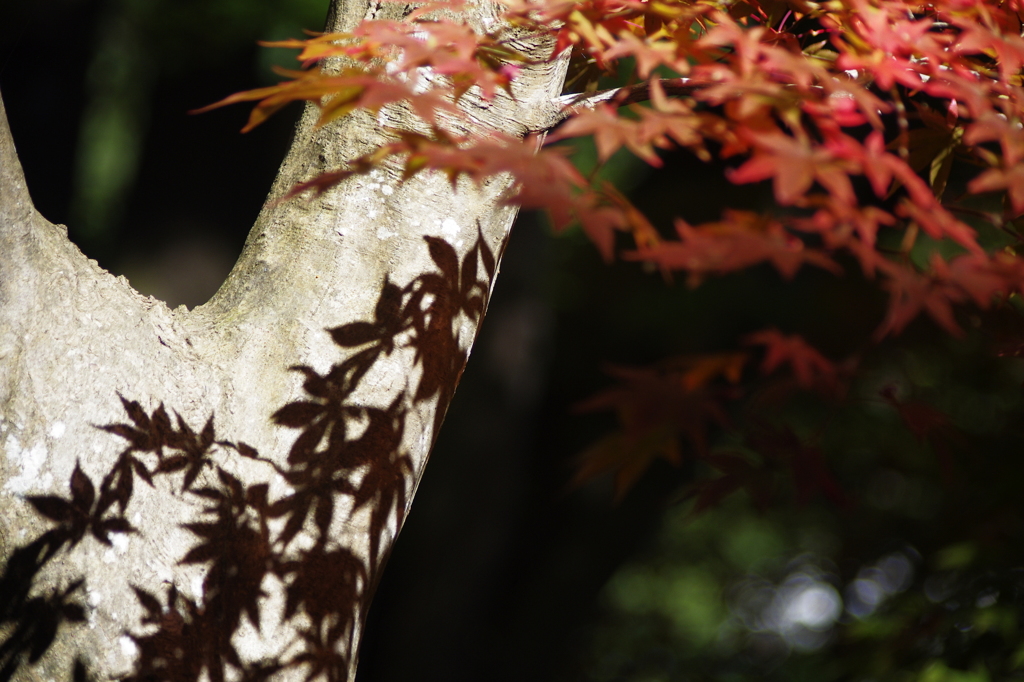紅葉影