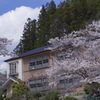 廃校　桜いっぱい