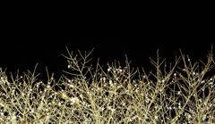 黒留袖　冬桜の裾模様