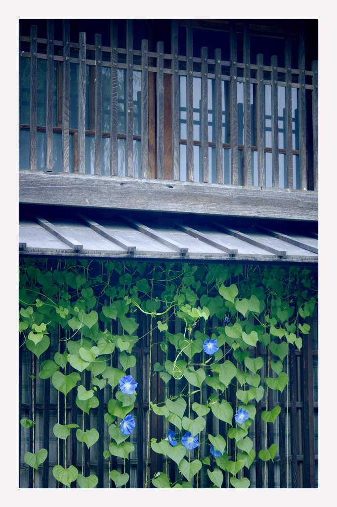 格子に朝顔