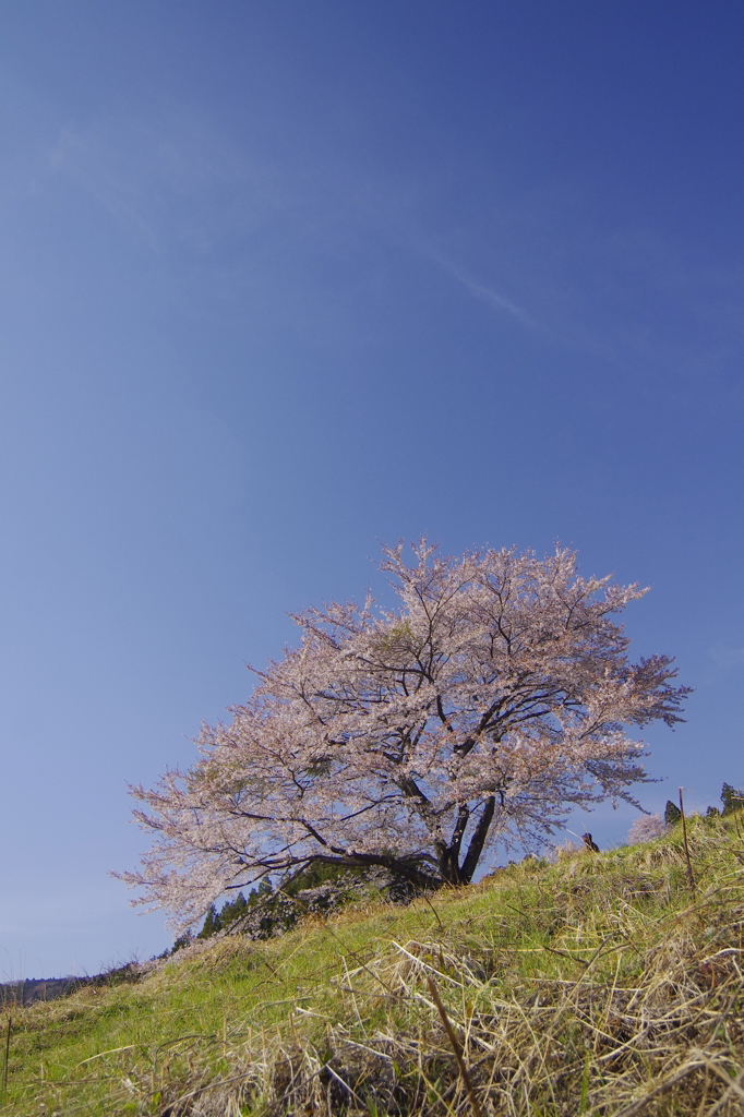 這いつくばって　八徳の一本桜　　（仰望　縦）