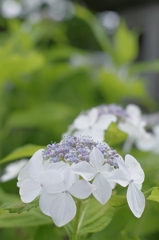 六月の花簪　紫陽花