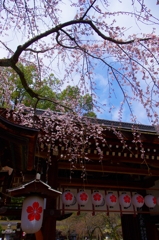 京都スナップ　魁　平野神社