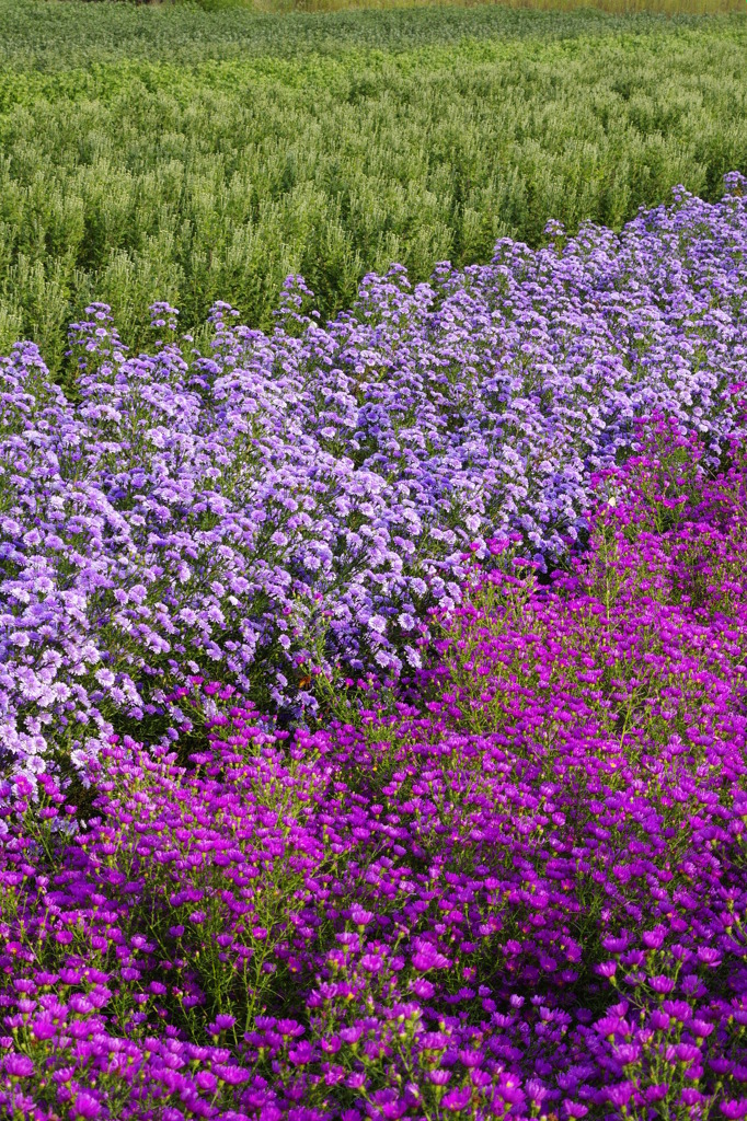 １０月の花簪　菊　じつは孔雀草