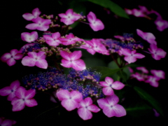 六月の花簪　紫陽花　秩父札所三番　常泉寺