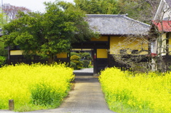 菜の花の家