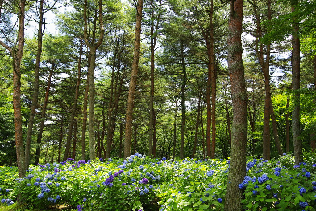 松と紫陽花　設定は鮮やか
