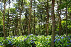 松と紫陽花 設定は鮮やか