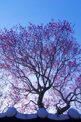 梅空