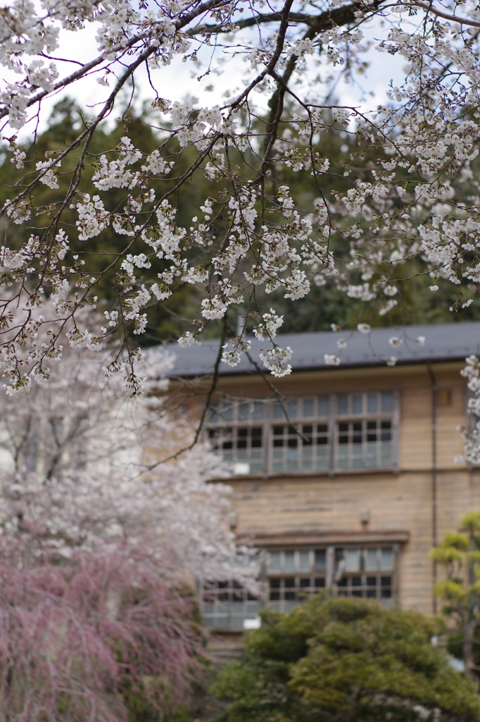 廃校　桜たくさん