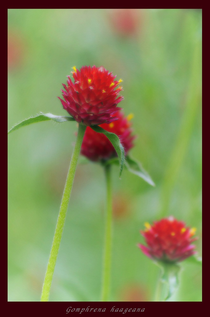 黄花千日紅