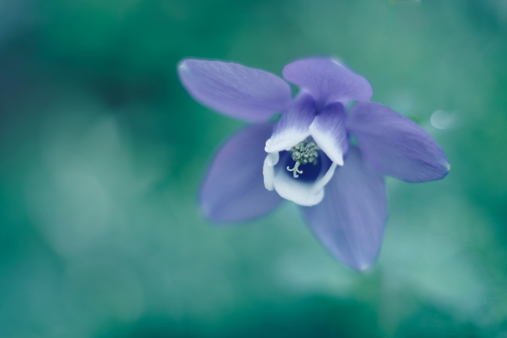 路傍の花 l