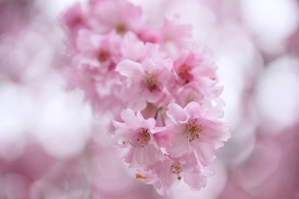 桃色開花
