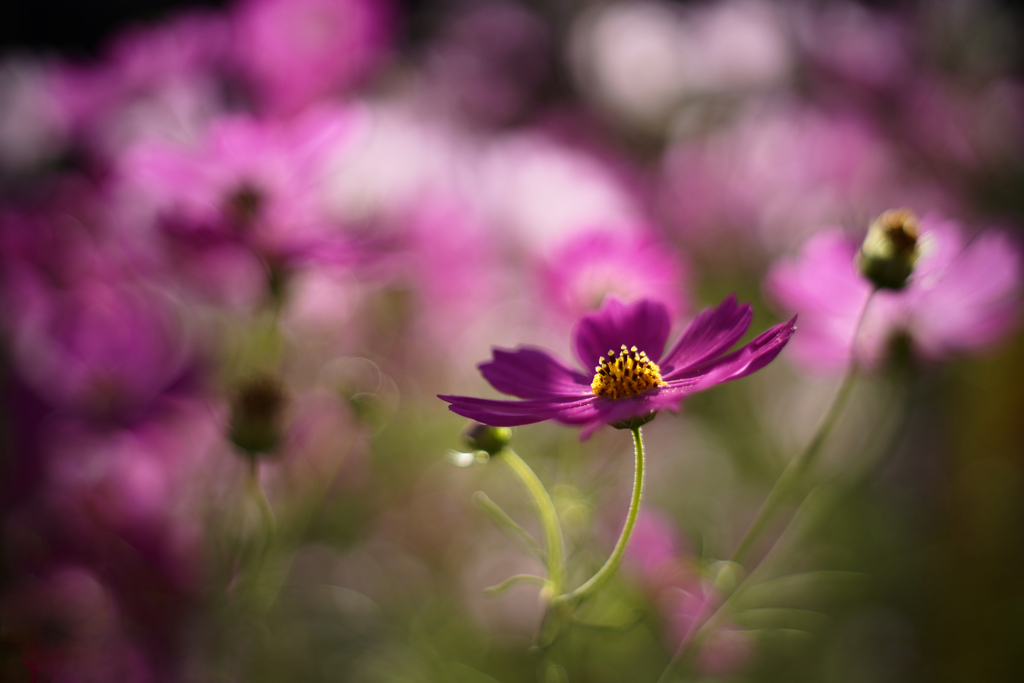 夢見る秋桜