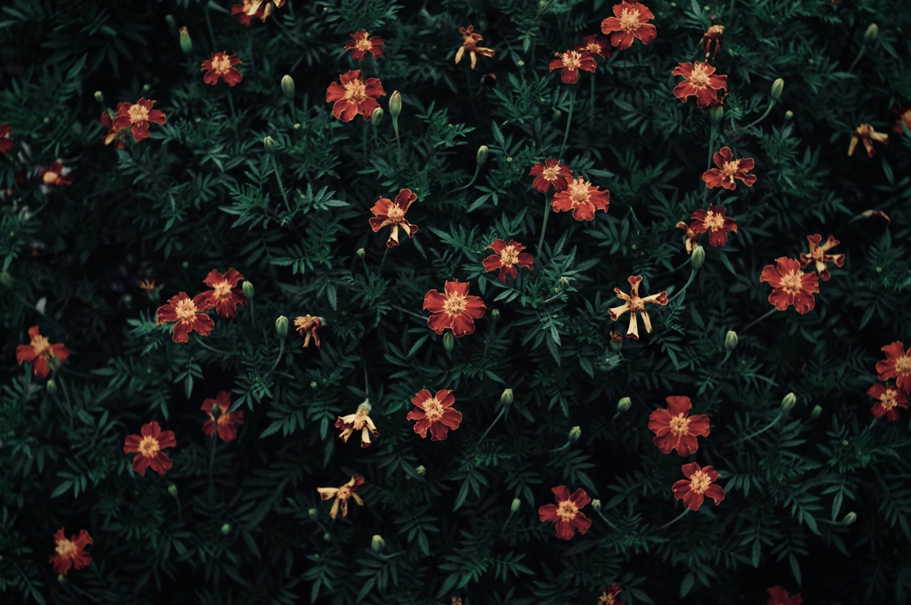 花様々