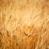 麦の秋・輝く