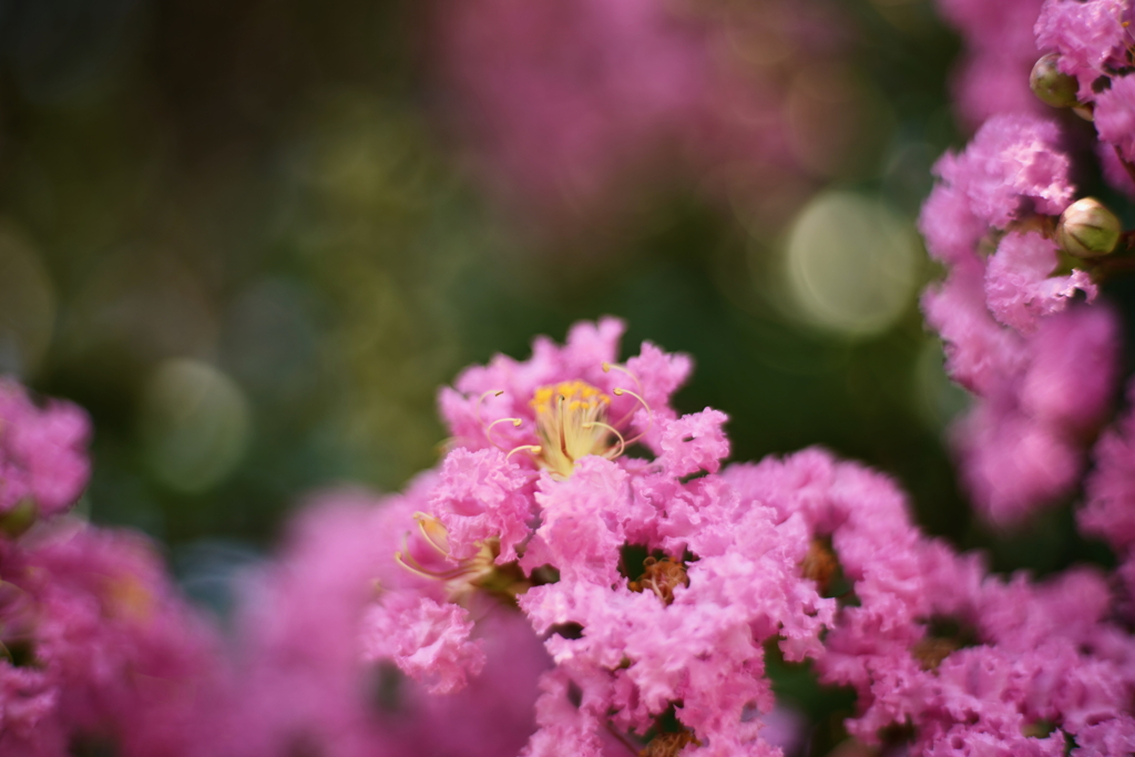 盛夏の花