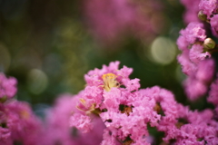 盛夏の花