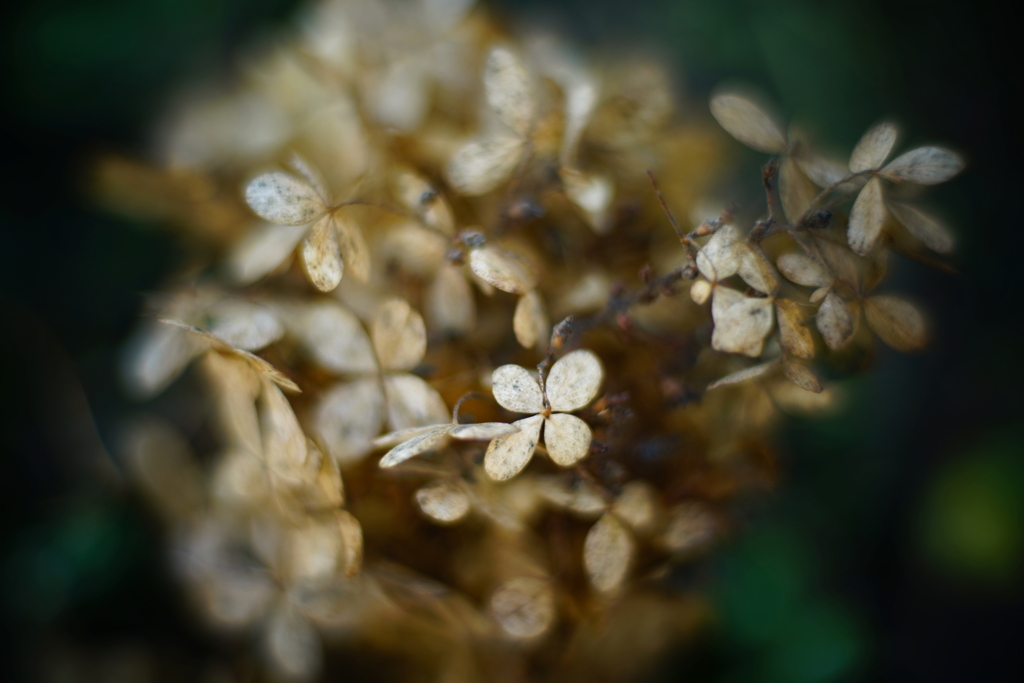 紫陽花に寄せる想い 補遺 12