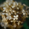 紫陽花に寄せる想い 補遺 12