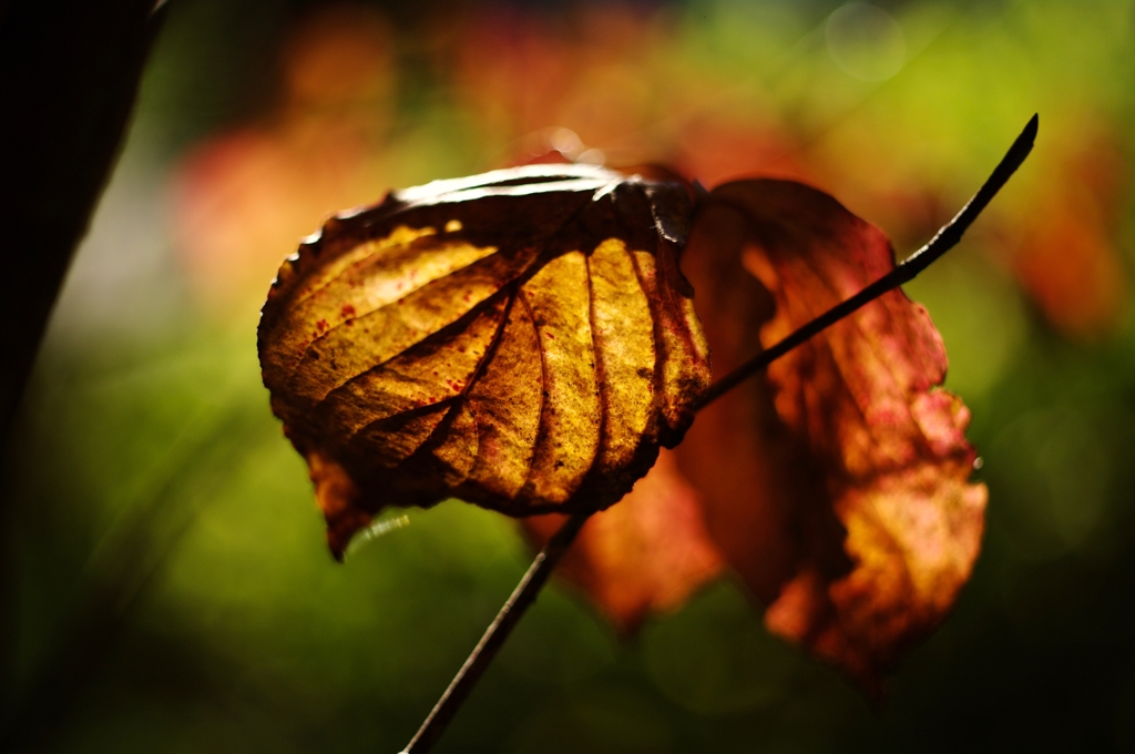 うちの紅葉 I