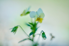 淡く咲く q